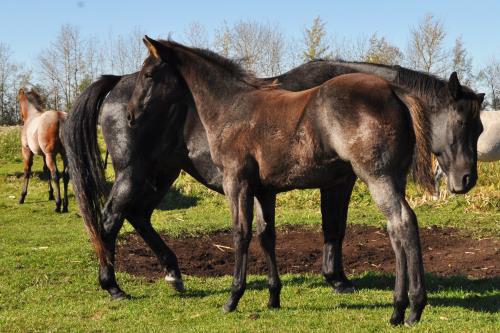 #06 Sold - 23 May 16, AQHA, Blue Roan , Colt (My Brand A Music) X (Melo Blue Bar)